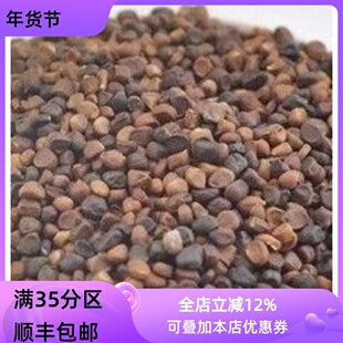 中药材 马兰子 马蔺子 50g 不可打 满包邮