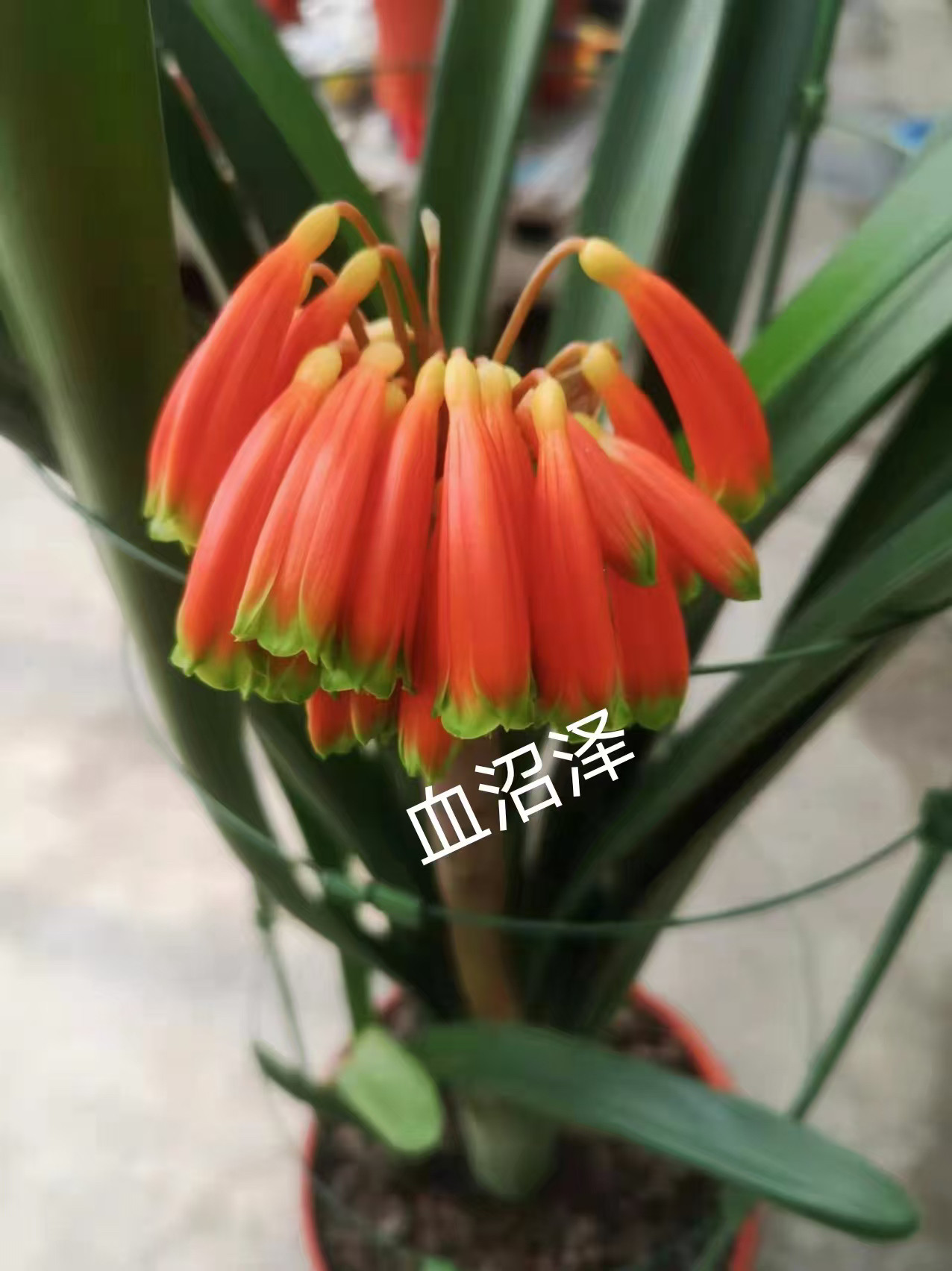 南非红沼泽3-5叶苗一颗裸根发货。南非有茎花苗3到5叶