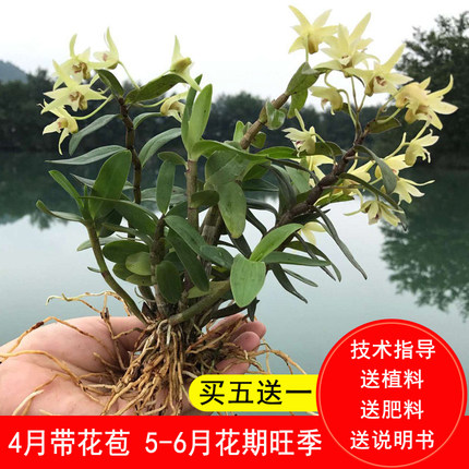 铁皮石斛三年雁荡山铁皮石斛盆栽红杆铁皮石斛兰盆栽鲜条枫斗盆栽