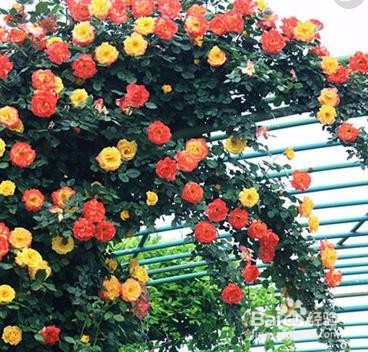 藤本月季滕彩虹变色月季花量非常大庭院花墙拱门容易养活开花快