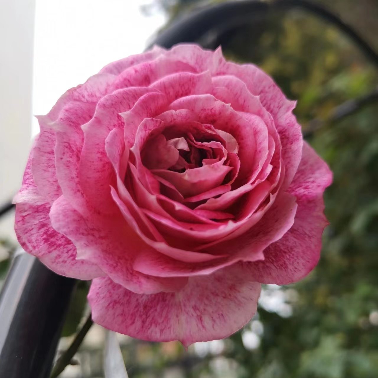 5l盆奇异盛典月季盆栽大灌木多头勤开四季丰花