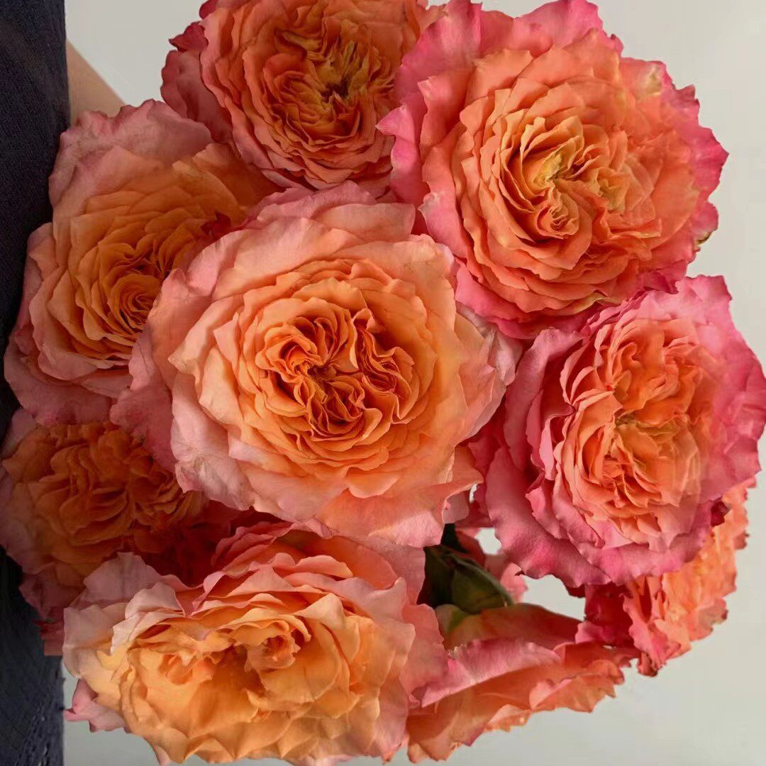 自由精灵月季自由主义多季节重复开放火灵鸟盆栽德国进口切花玫瑰