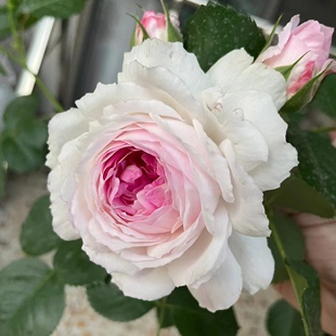 滇香一加仑月季2.5L维萨里月季丰花抗病性好大花浓香阳台庭院盆栽