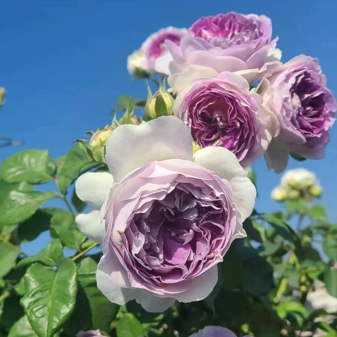 蓝月石日本河本纯子蓝紫色阳台灌木月季庭院多头勤花果香浓郁草本