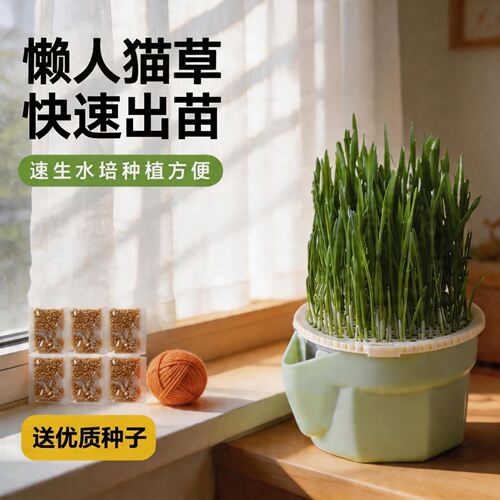 猫草水培盆懒人水培杯种植猫草杯盆栽排毛球化毛草猫草盆猫咪零食