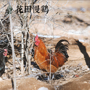 慢蛋|大公鸡农家散养365天走地鸡 新鲜活鸡土鸡 纯天然产妇月子鸡