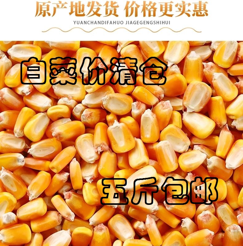 5斤玉米粒人可食用老式苞米粒食品级喂鸡鸭鸟兔鸽子钓鱼打窝鱼饵 畜牧/养殖物资 饲料原料 原图主图