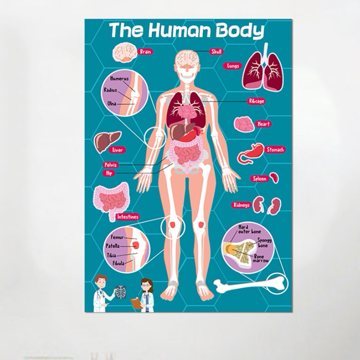 英语启蒙亲子早教身体器官英文海报单词挂图儿童游戏闪卡玩具教具