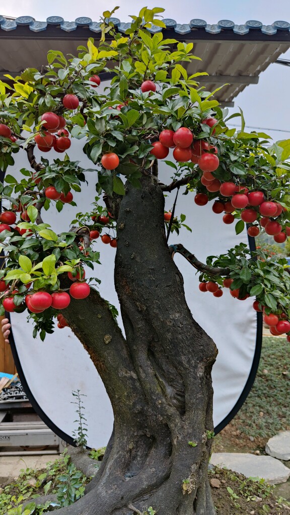 大型树桩金弹子盆景 丛林/双杆/提根造型地景 四季果熟货绿植盆栽