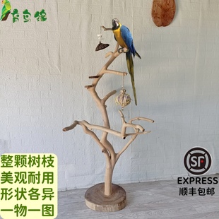 硬木大中小型落地架自然鸟架高温烘烤油茶木站棍 鹦鹉站架普通款