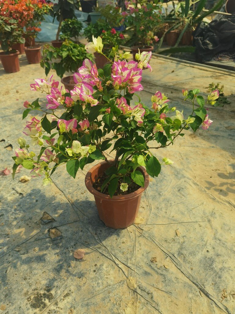 三角梅椰子冰四季勤花品种庭院阳台观花花卉绿植