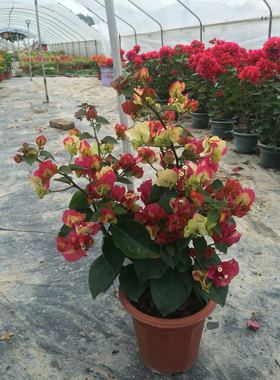 三角梅印度画报五彩缤纷百变女皇庭院阳台盆栽地栽爬藤绿植花卉