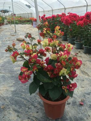 画报五彩缤纷印度女皇庭院三角梅