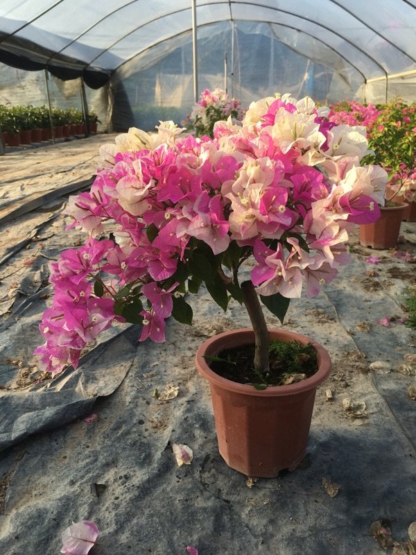 三角梅漳红樱百变花蝴蝶四季勤花庭院阳台绿植支持一物一拍