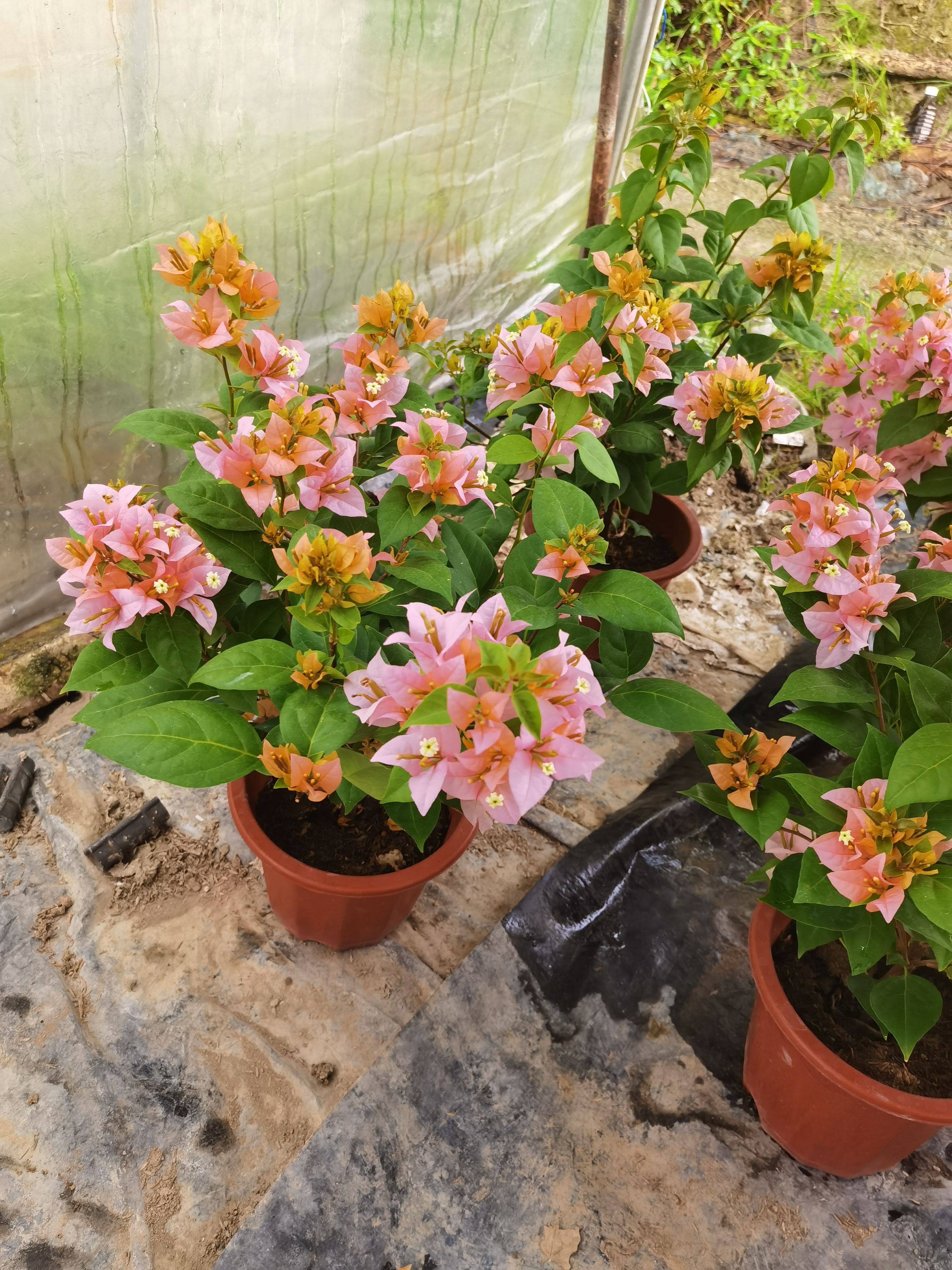 三角梅金发女郎黄橙粉渐变四季开花勤花品种庭院园林阳台绿植花卉