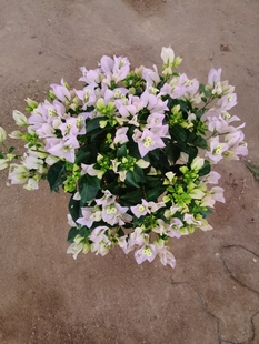 三角梅绿叶丽娜四季开花勤花品种庭院阳台爬藤垂吊飘枝花卉