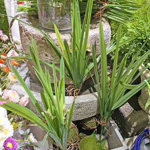 兰花草手感系列仿真绿植剑叶盆栽植物森林系装饰吊兰家居婚庆搭配