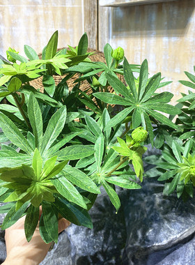 仿真鲁冰花叶带果8叉大把束绿植绢花叶子工程植物墙婚庆插花造景