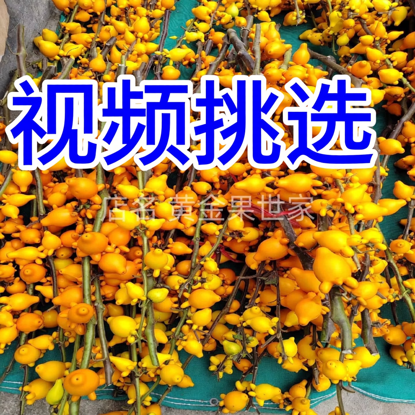 视频挑选五代果新鲜基地直发