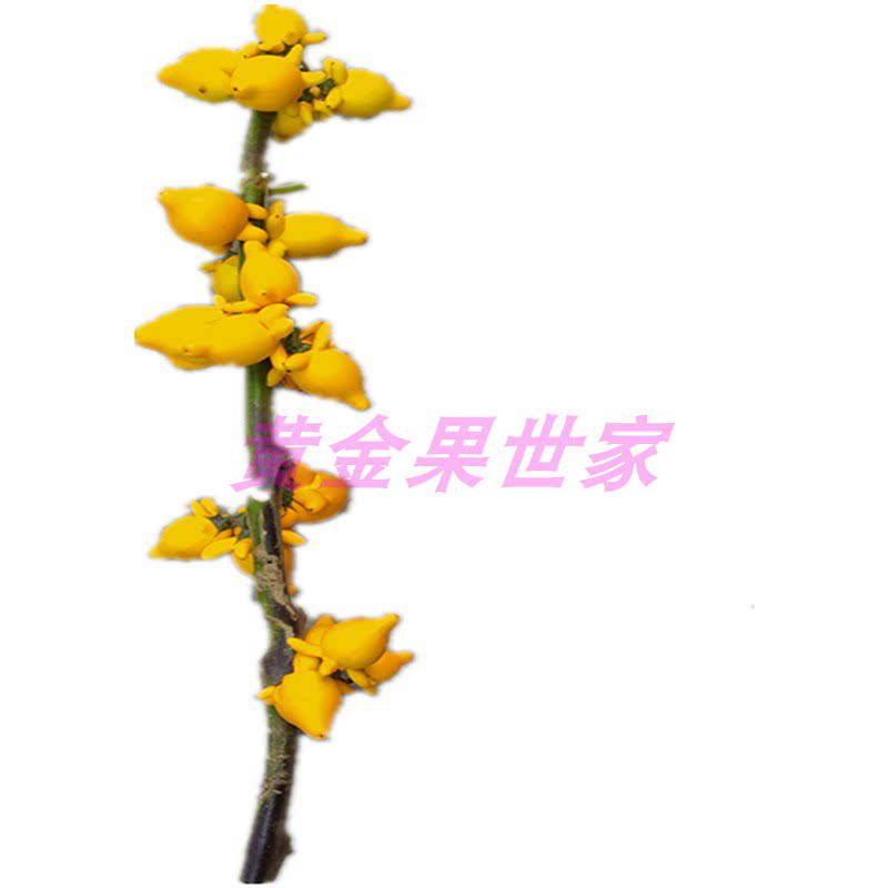 自种自销品质保证祝福黄金茄枝条