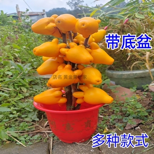 五代果盆景黄金果五代同堂带盆桌面摆放五福果观赏装饰餐厅干放