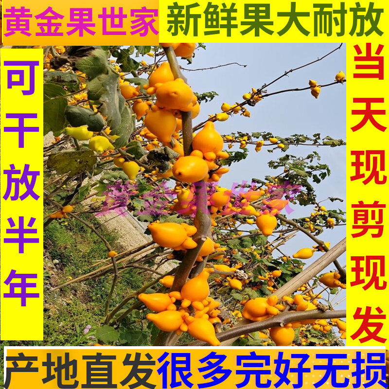 成熟耐放颜色鲜艳新鲜果大鲜花材
