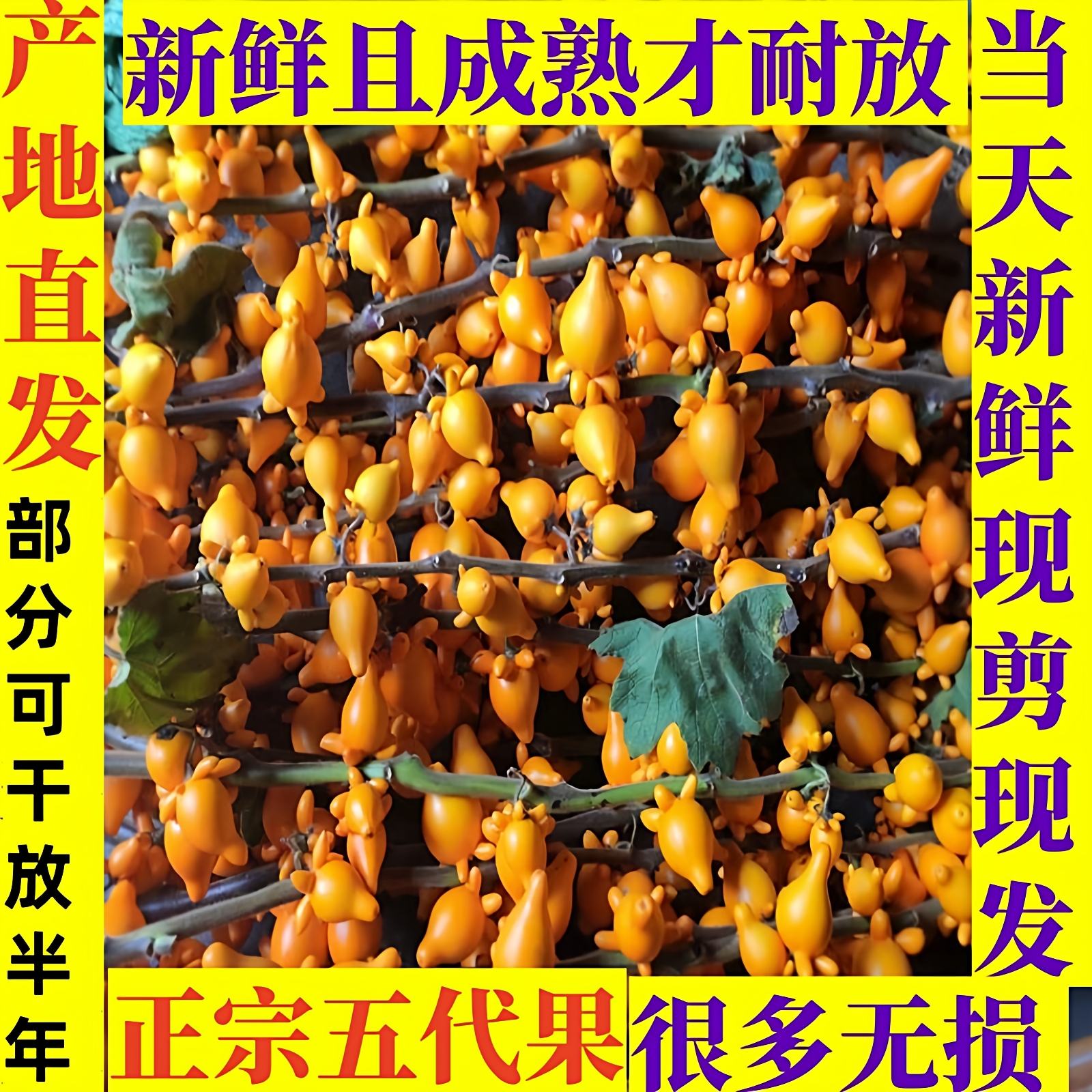 黄金果世家五代果原产地新鲜直发