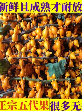 五代同堂黄金果鲜花装饰新鲜五代果金黄色插瓶干放供佛发财果花材