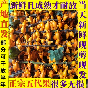 五代同堂黄金果鲜花装饰新鲜五代果金黄色插瓶干放供佛发财果花材