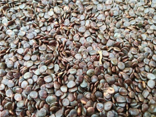 黄金果产地种子特有品种