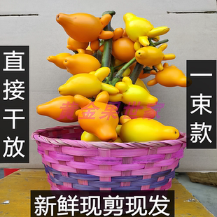 五福果观赏盆景喜庆摆件年景五代同堂果植物装饰摆放乳茄五指茄