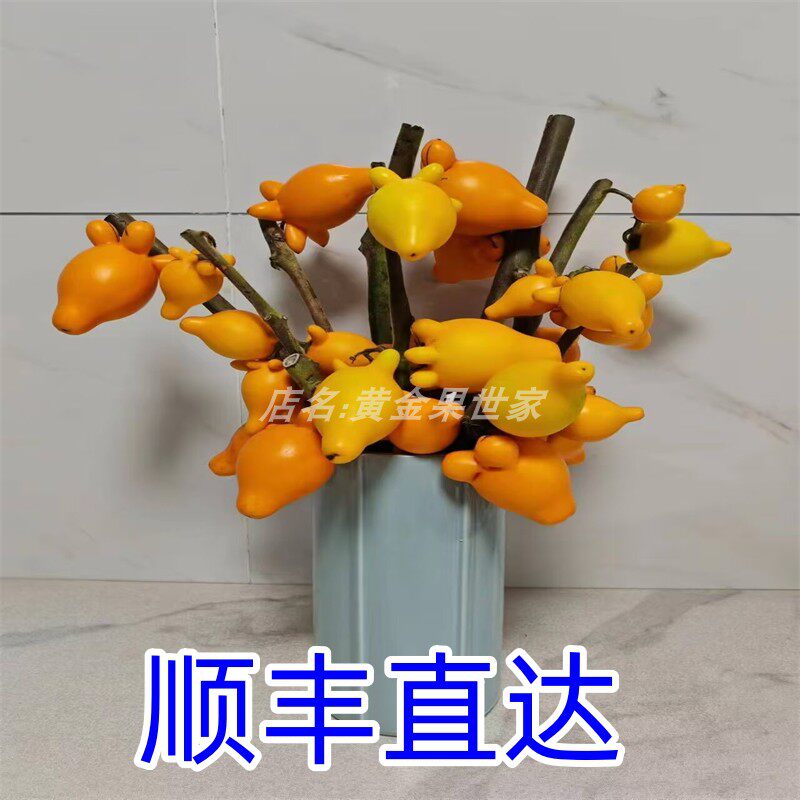 顺丰果大金黄多指五代果鲜花材