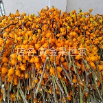 五代果枝条五代黄金果鲜切枝同堂果多叉黄金福禄果家居插花材产地