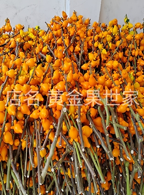 五代果枝条五代黄金果鲜切枝同堂果多叉黄金福禄果家居插花材产地