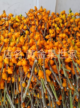 产地直销新鲜果靓耐放持久
