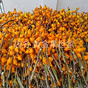 五代果枝条五代黄金果鲜切枝同堂果多叉黄金福禄果家居插花材产地