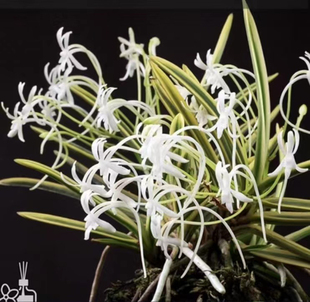 东出都 日本风兰 缟艺