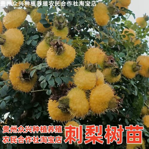 刺梨树苗果树苗贵州特产