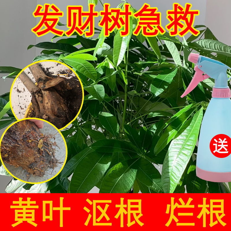 发财树烂根生根液营养液专用药