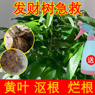 发财树烂根专用药黄斑病生根液营养液干枯黄叶叶烂根花发芽液肥料