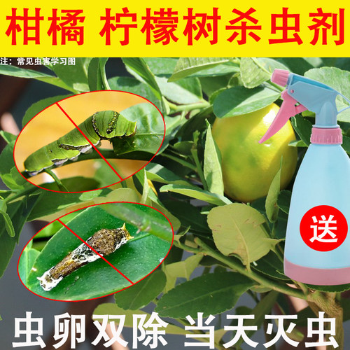 柠檬树杀虫剂不伤果除青虫