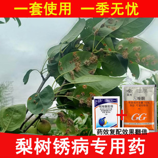 梨树锈病专用药杀菌剂羊胡子海棠铁锈病白粉病三唑酮粉锈宁灵秀病