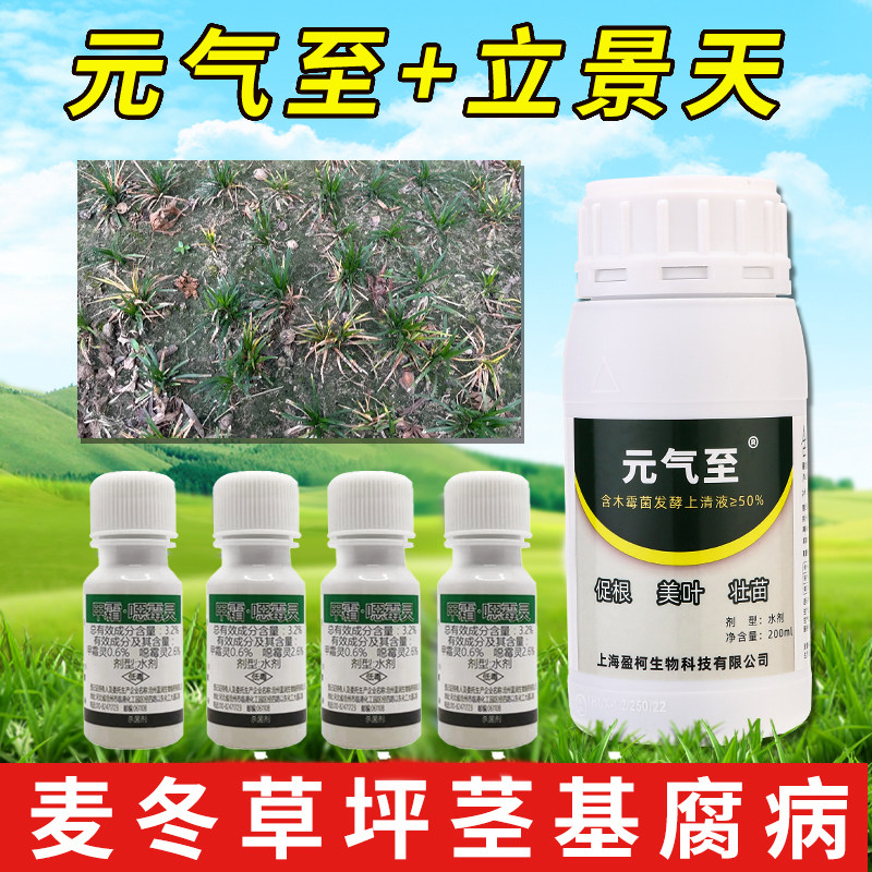 麦冬草坪茎基腐病杀菌补充营养