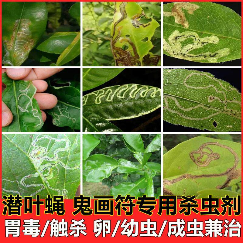 灭蝇胺柑橘柚子铁线莲蔬菜瓜果花卉植潜叶蝇鬼画符蛾地图虫低毒