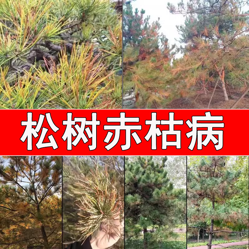 国光黑松树柏松赤枯病松针褐斑病杀菌剂促绿复壮补充营养盆景苗木