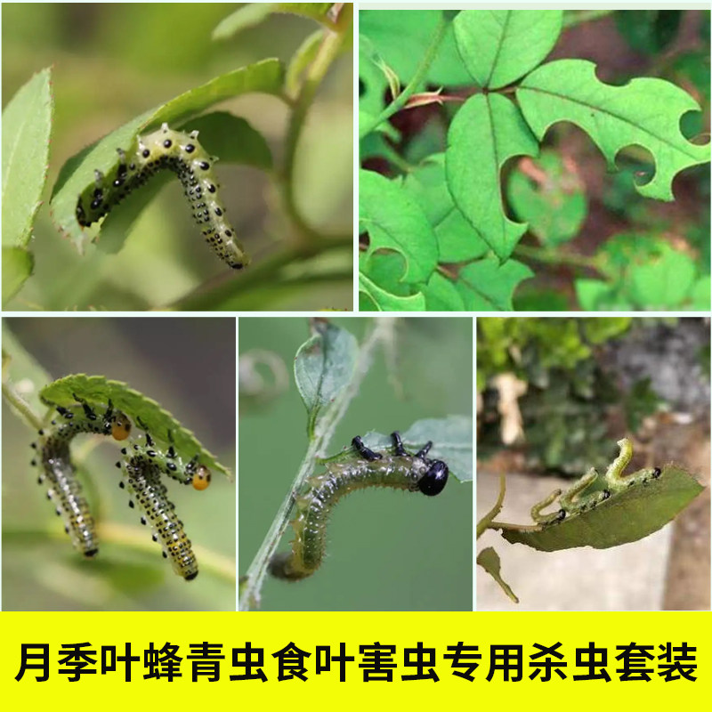 月季花卉叶蜂专用药蔬菜地杀虫剂家用除毛青虫小菜蛾肉虫青菜瓜果