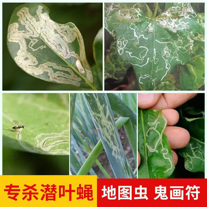 斑潜叶蝇果蝇瓜蝇鬼画符地图虫潜叶蛾长寿花大葱蔬菜杀虫剂灭蝇胺