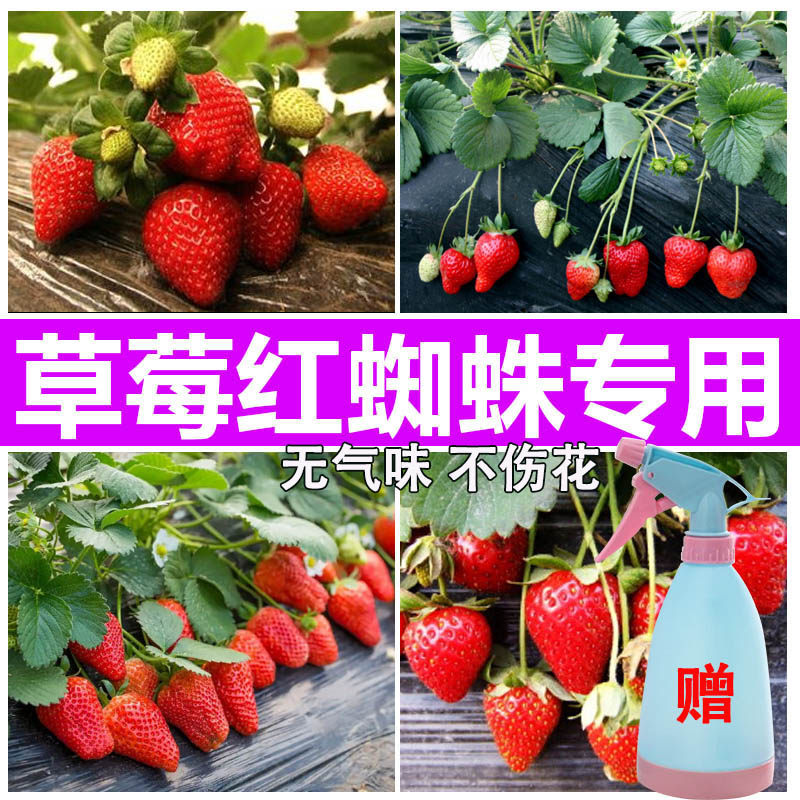 杀草莓红蜘蛛专用药白蜘蛛螨虫小白虫卵双杀螨剂消灭除虫花药月季