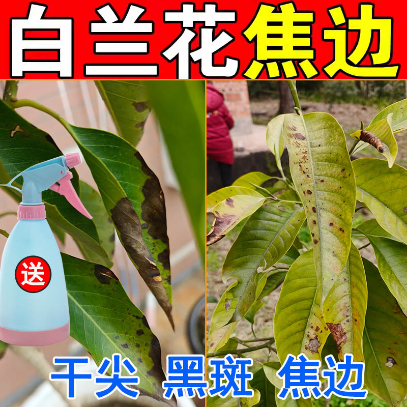 白兰花炭疽黑斑枯黄落叶焦尖边