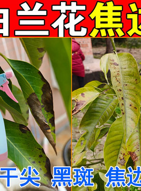 白兰花炭疽黑斑枯黄落叶焦尖边粉病白玉黄角果兰花盆景绿植花药